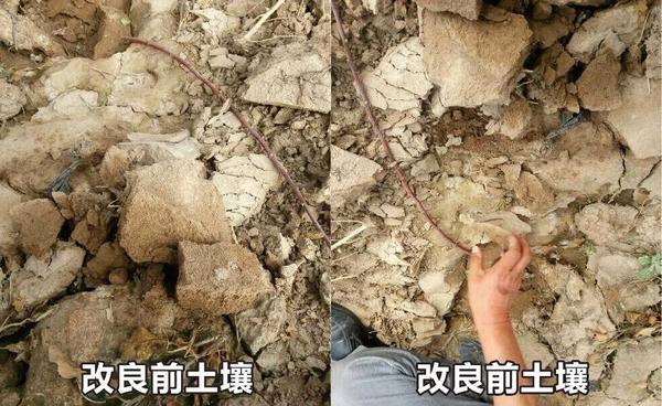 盐碱地改良案例 盐碱地改良案例