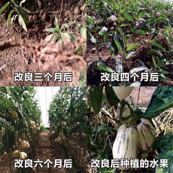 盐碱地改良 盐碱地改良