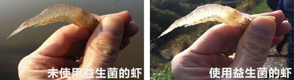 EM菌养殖白虾.jpg EM菌养殖白虾.jpg