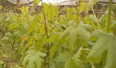植物钼元素缺乏症状 植物钼元素缺乏症状