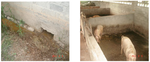 益生菌养猪案例 益生菌养猪案例
