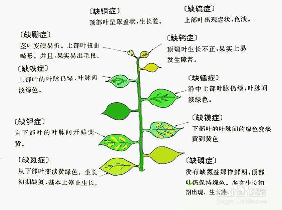 植物缺素症会有哪些症状 植物缺素症会有哪些症状