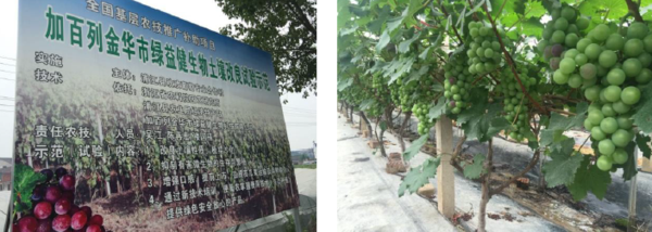 微生物肥料种植应用 微生物肥料种植应用