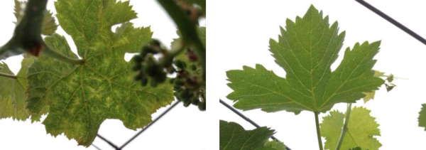 微生物肥料种植应用 微生物肥料种植应用