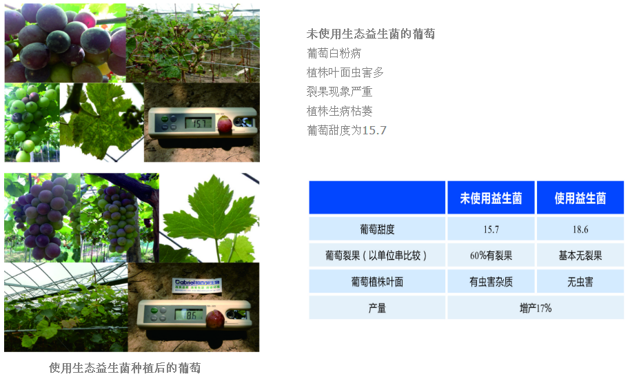 微生物肥料葡萄种植应用 微生物肥料葡萄种植应用