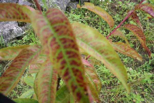 植物缺氮的症状 植物缺氮的症状