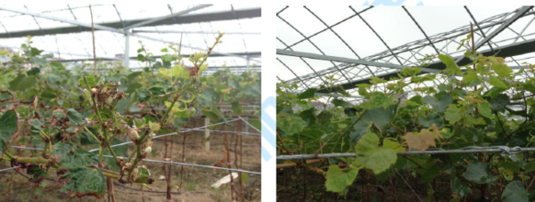 微生物肥料葡萄种植应用 微生物肥料葡萄种植应用