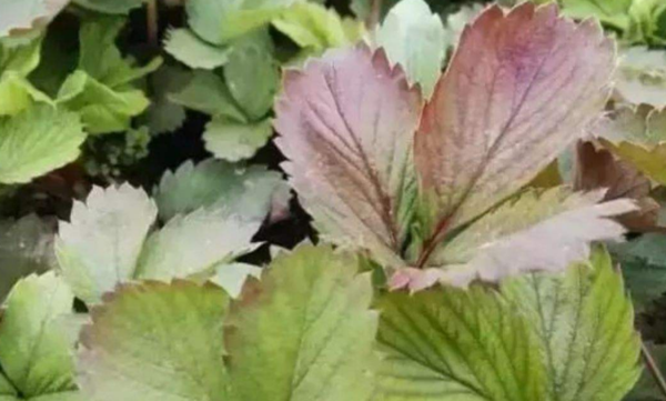 植物缺磷症状 植物缺磷症状